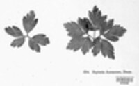 Septoria anemones image